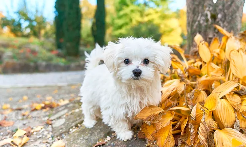 Imagen de un bichón maltés, mi raza de perro favorita